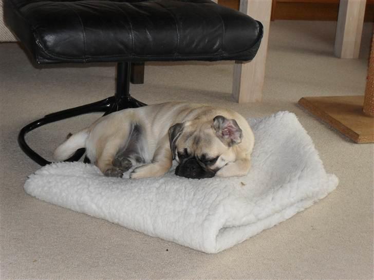 Blanding af racer Georg  billede 20