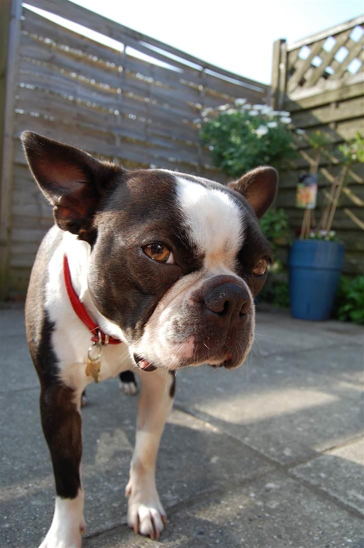 Boston terrier Molly billede 17