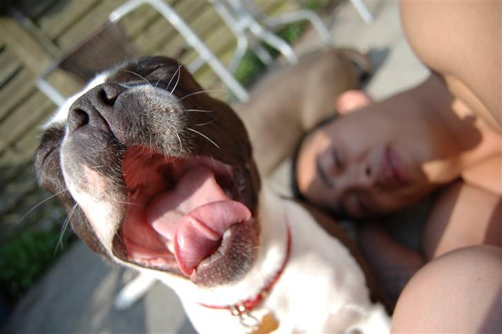 Boston terrier Molly billede 18