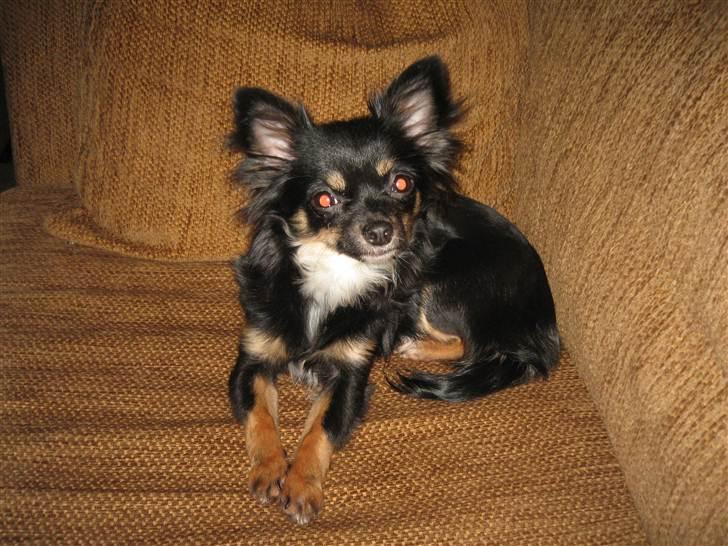 Chihuahua Tessa billede 1