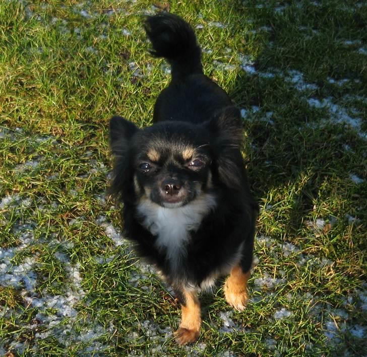 Chihuahua Tessa billede 3