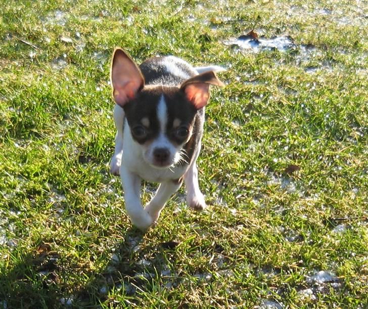 Chihuahua Püppi billede 10