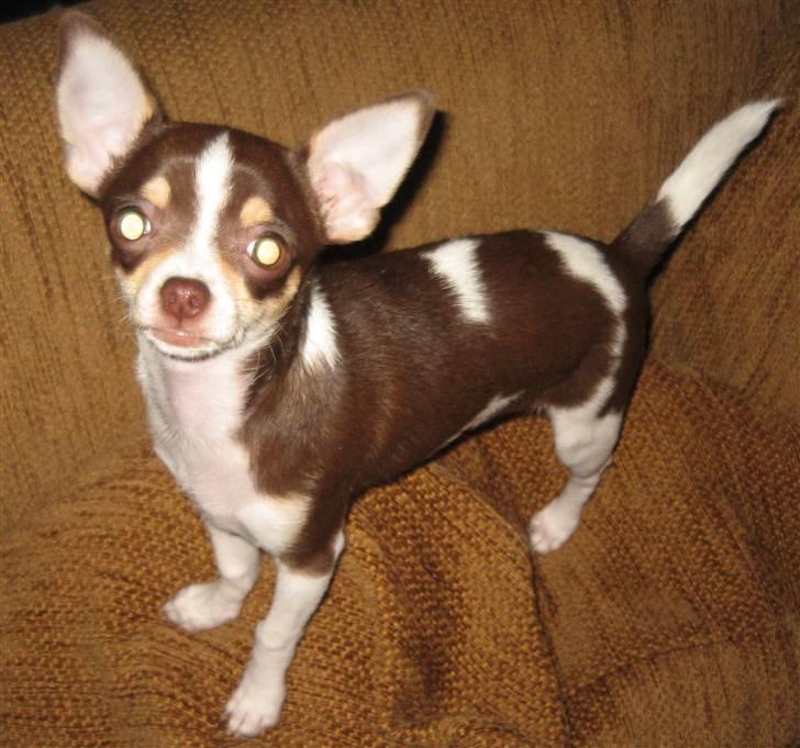 Chihuahua Püppi billede 1