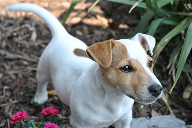 Jack russell terrier Jack billede 10