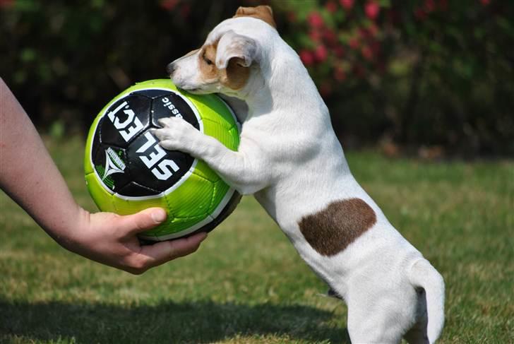 Jack russell terrier Jack billede 11