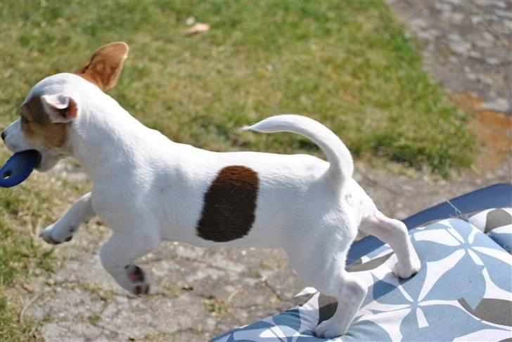 Jack russell terrier Jack billede 12