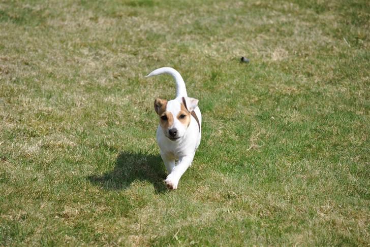 Jack russell terrier Jack billede 13