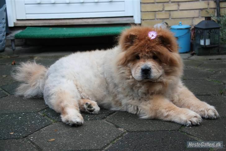 Chow chow Beijing's Baomu Laoshi - Du var min dejlige prinsesse. Lyset i min hverdag, nu er du væk, men jeg tænker på dig hvert sekundt! <3 billede 12