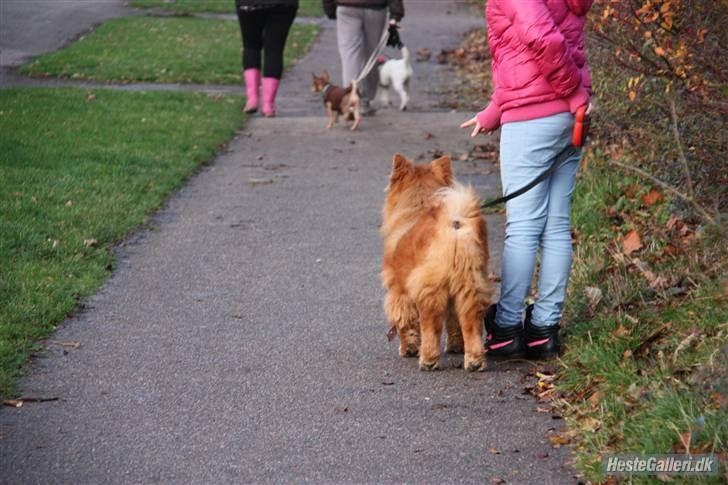 Chow chow Revel's Don Juan - Ude at gå tur. Her fortæller jeg Kenzo at han skal blive stående. billede 5