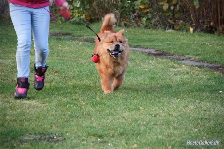 Chow chow Revel's Don Juan - På løbe tur. :-) billede 7