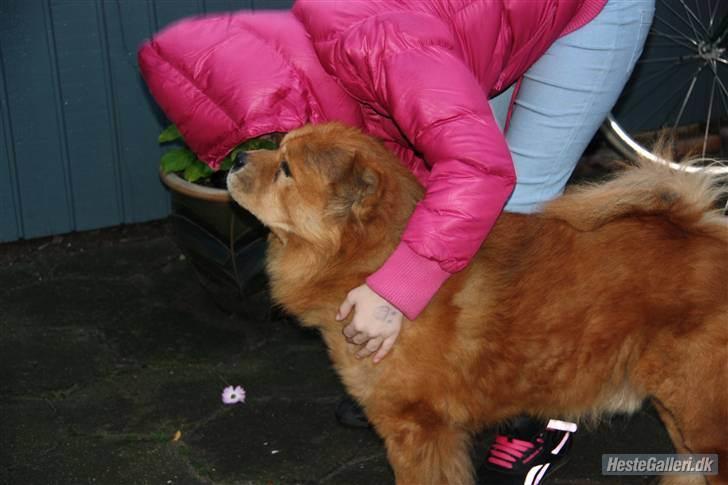 Chow chow Revel's Don Juan - Hvem er du? - Jeg er et lyserødt monster, griner. :-) billede 8