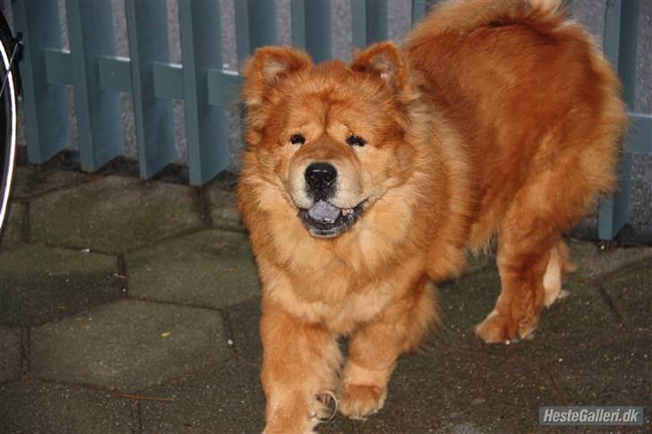 Chow chow Revel's Don Juan - ´Hvad laver du Amalie?´ billede 10