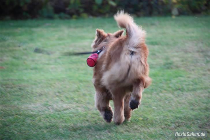 Chow chow Revel's Don Juan - Løber da vi var på tur :) billede 13