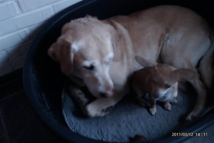 Blanding af racer Gizmo - Chili og Gizmo  billede 12