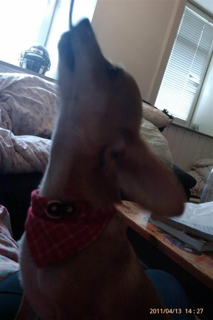 Blanding af racer Gizmo - Så strækker vi haaaallss! billede 8