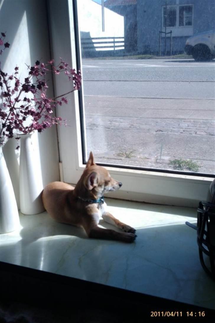 Blanding af racer Gizmo - Gizmo's ynglingsplads: 
I vindueskarmen lige i solstrålen! 
Han har dog fået et par puder derop og ligge på nu... billede 14