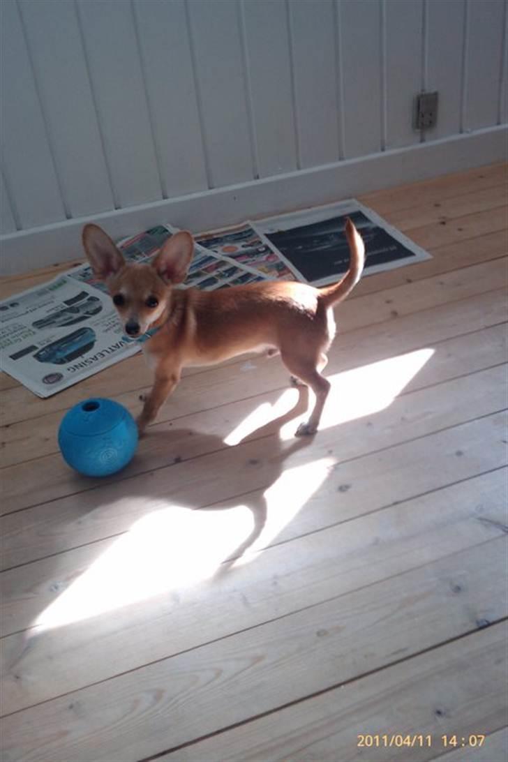 Blanding af racer Gizmo - 4-5 mdr gammel  billede 17