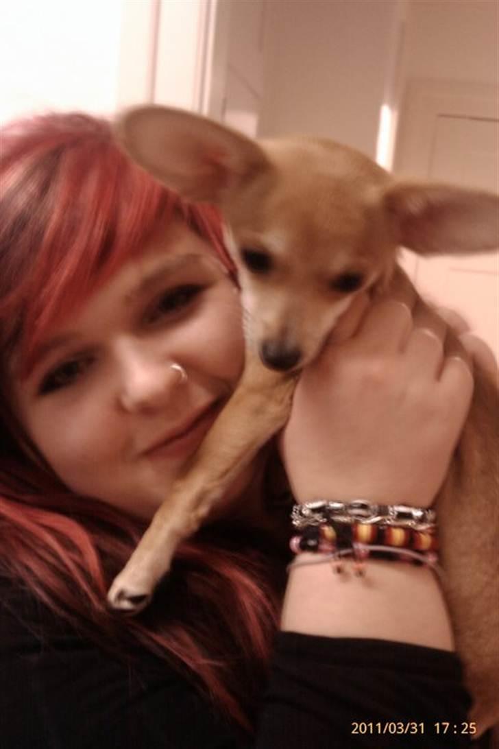 Blanding af racer Gizmo - Mette og Gizmo billede 13