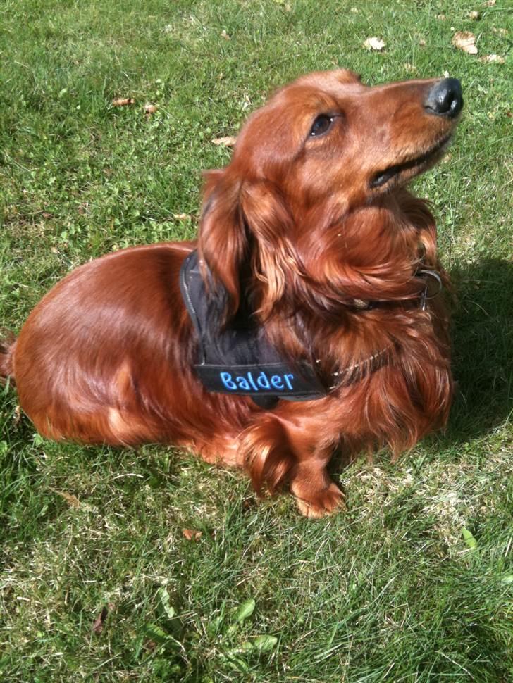 Dværggravhund Balder billede 7