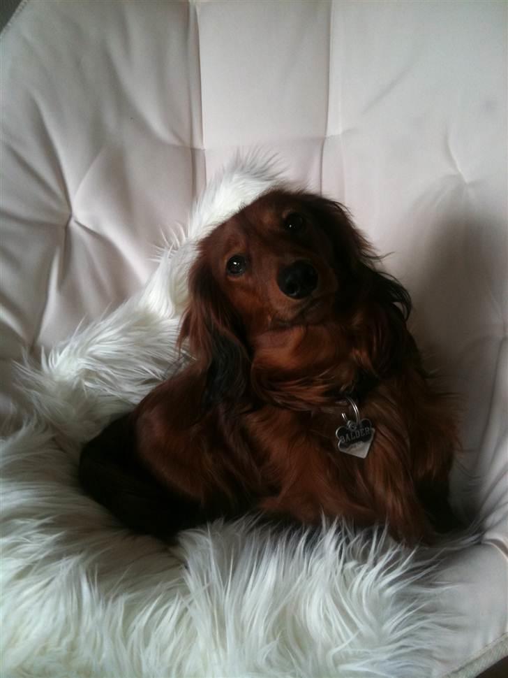 Dværggravhund Balder billede 13