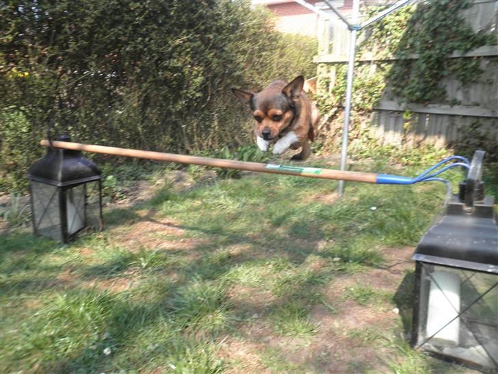 Blanding af racer Mille billede 14