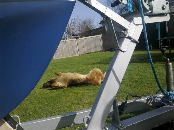 Schæferhund Slotten´s Ufo billede 4