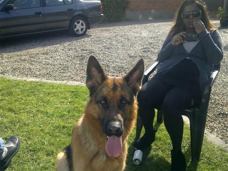 Schæferhund Slotten´s Ufo billede 5