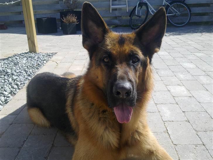 Schæferhund Slotten´s Ufo billede 6