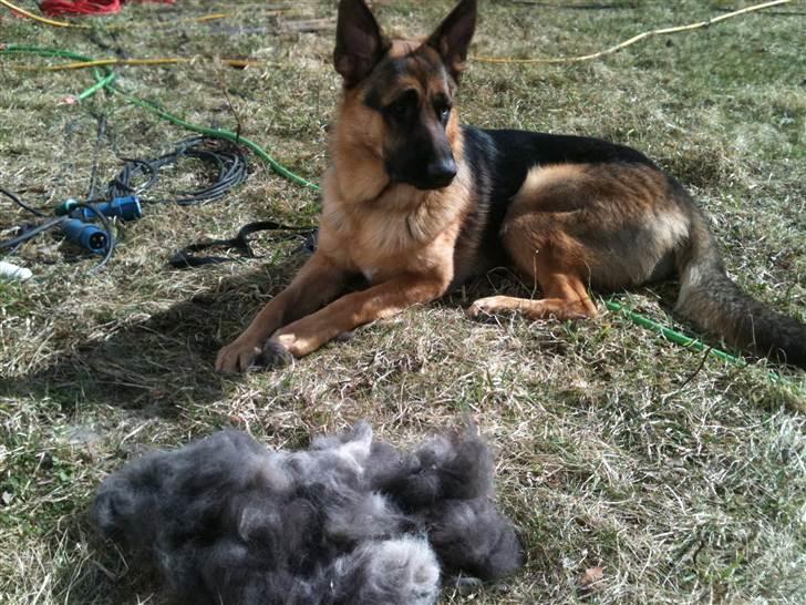 Schæferhund Kato billede 10