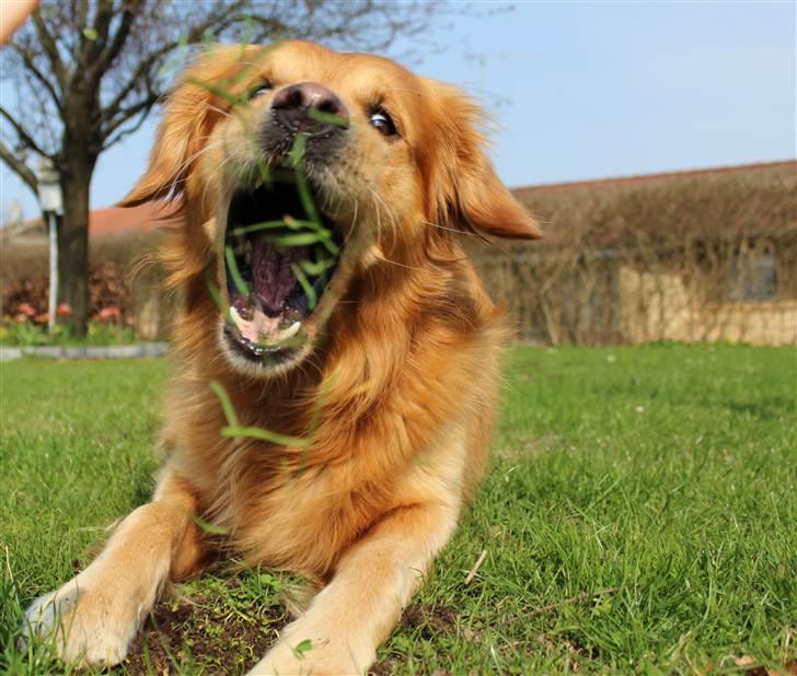 Golden retriever Rocky  - Taget med mit nye canon eos 600d:-) billede 11