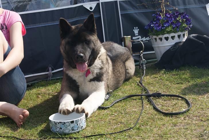 American Akita Zoey<3<3 - påsken 2011 billede 17