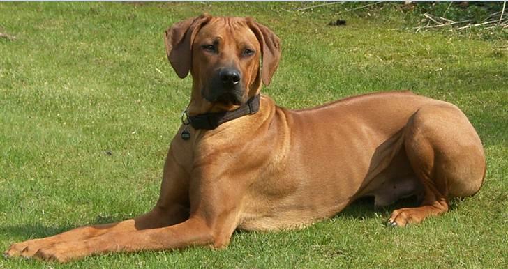Rhodesian ridgeback       "Bhara Bhara" Jengo - 9½ måned billede 1