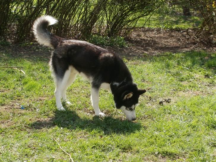 Siberian husky Demon - Hvad er det der dufter af? billede 6