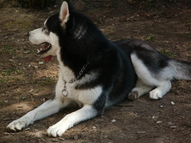 Siberian husky Demon - kigger lige den anden vej;o))) billede 8