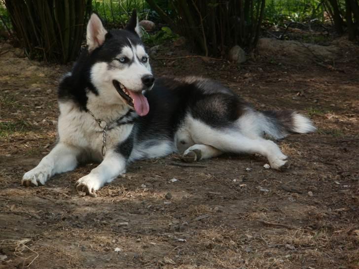 Siberian husky Demon - dejlig skygge, når nu Aros har taget mit køle af hul;o)) billede 9