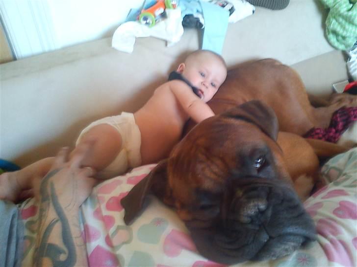 Boxer Charlie <3 - Velkommen til min profil :P billede 1