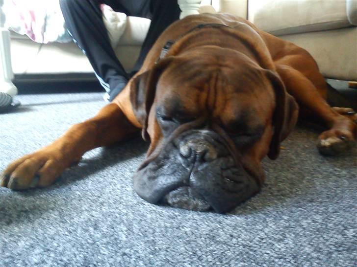 Boxer Charlie <3 - snorke snorke billede 2