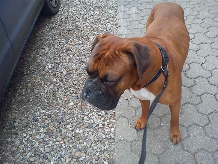 Boxer Charlie <3 billede 7