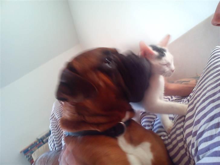 Boxer Charlie <3 billede 8