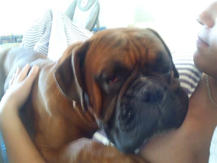 Boxer Charlie <3 billede 10