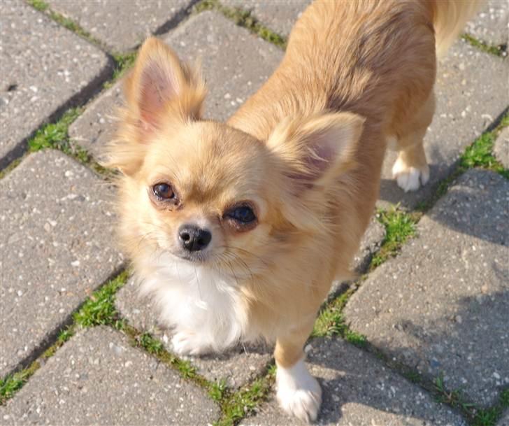 Chihuahua kiki billede 16