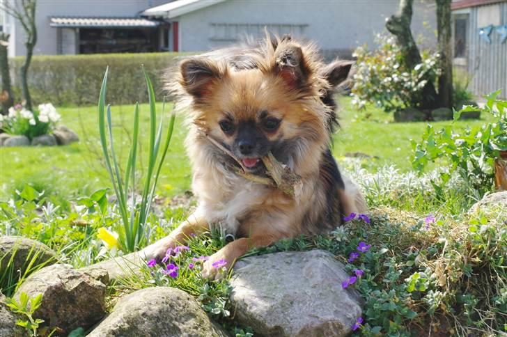 Chihuahua brinda billede 16