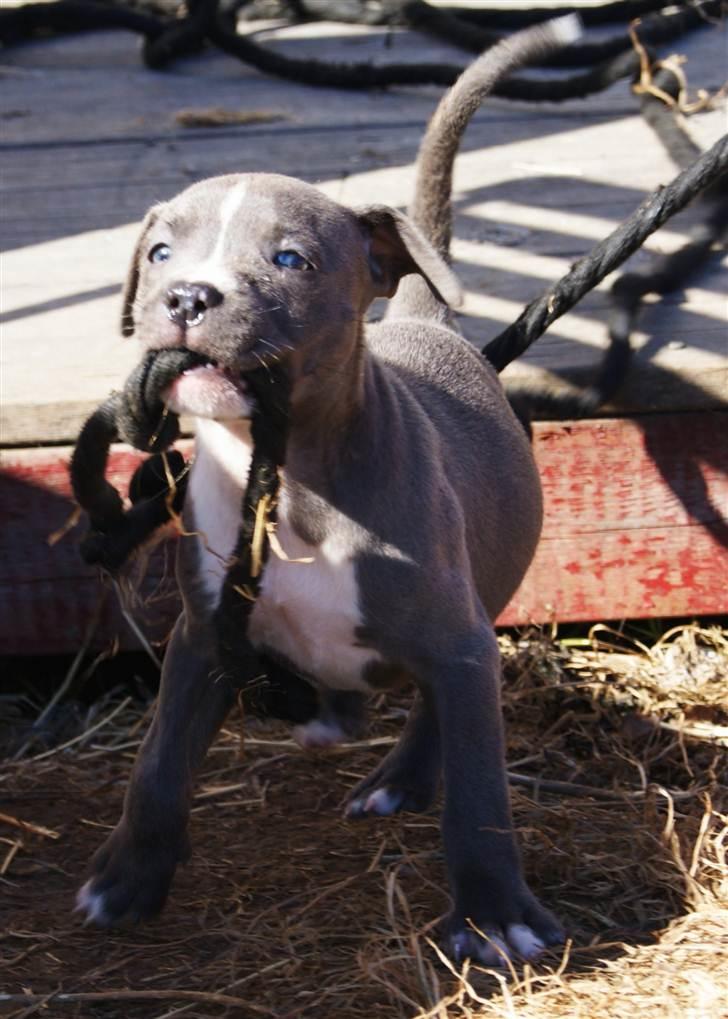 Staffordshire bull terrier Blue Blazing Happy Feet billede 1