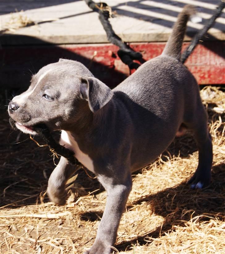 Staffordshire bull terrier Blue Blazing Happy Feet billede 2