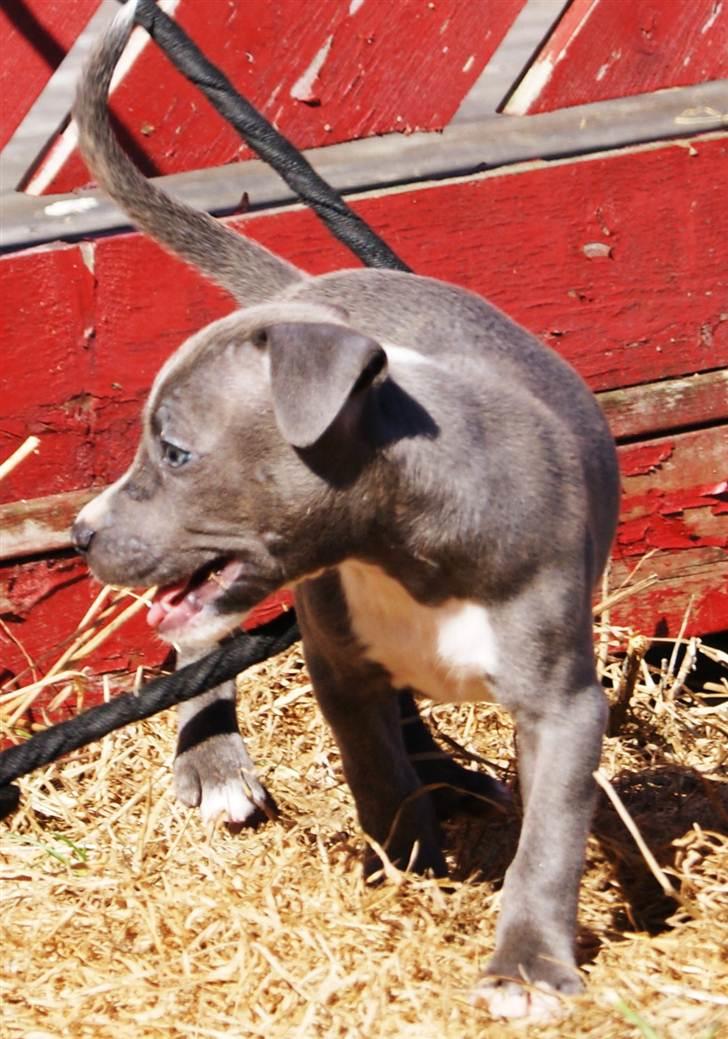 Staffordshire bull terrier Blue Blazing Happy Feet billede 3