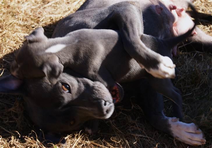 Staffordshire bull terrier Blue Blazing Happy Feet billede 4