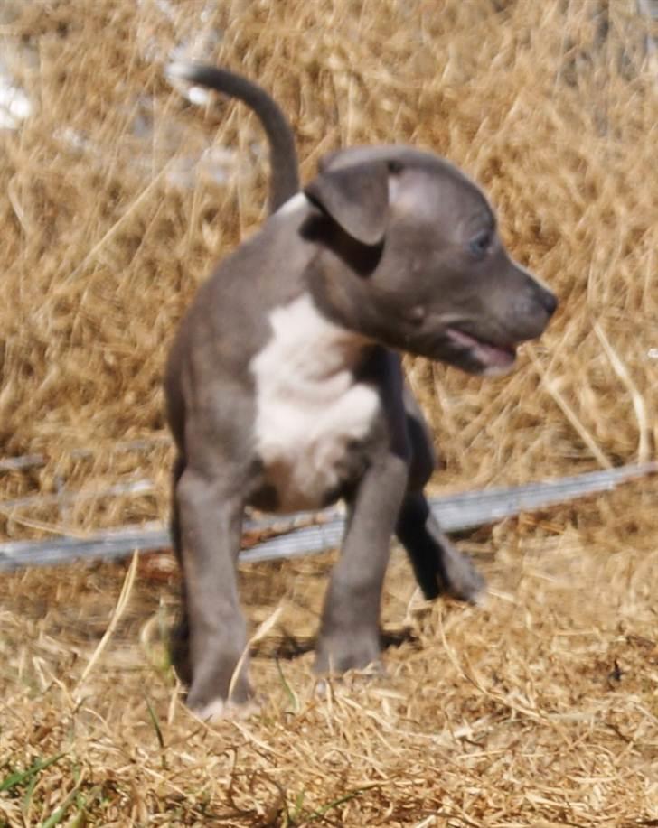 Staffordshire bull terrier Blue Blazing Happy Feet billede 5