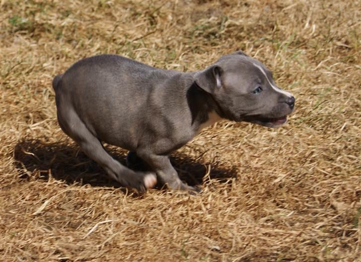 Staffordshire bull terrier Blue Blazing Happy Feet billede 6
