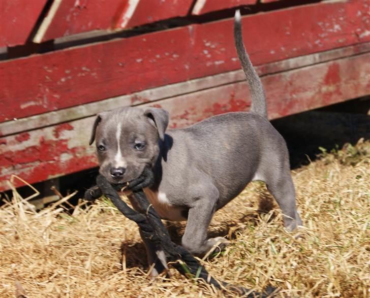 Staffordshire bull terrier Blue Blazing Happy Feet billede 7