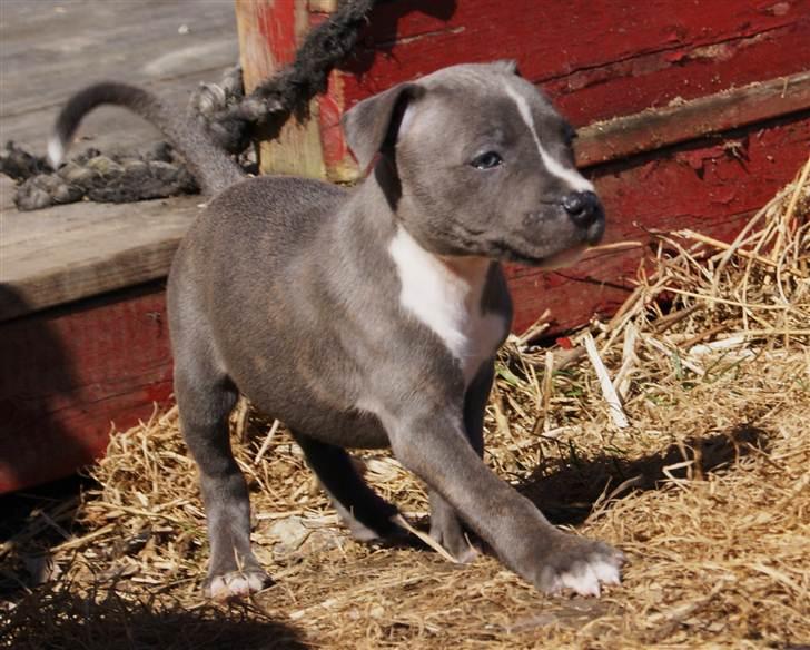 Staffordshire bull terrier Blue Blazing Happy Feet billede 8
